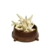 Abakus džiovintos vištos kojos kramtalas šunims, baltos; 50vnt