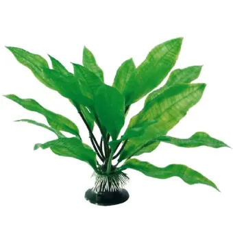 Amtra augalas Echinodorus dekoracija akvariumui; 17cm, 23cm