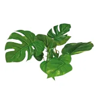 Amtra augalas Anubias dekoracija akvariumui; 15cm, 20cm, 30cm