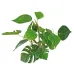 Amtra augalas Anubias dekoracija akvariumui; 15cm, 20cm, 30cm