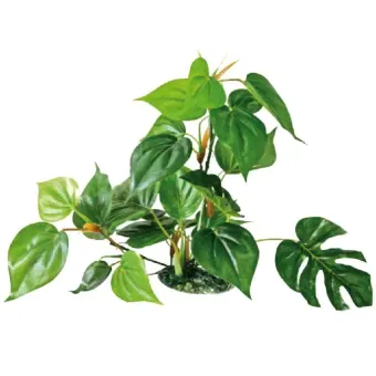Amtra augalas Anubias dekoracija akvariumui; 15cm, 20cm, 30cm Amtra augalas Anubias dekoracija akvariumui; 15cm, 20cm, 30cm