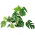 Amtra augalas Anubias dekoracija akvariumui; 15cm, 20cm, 30cm
