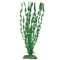 Amtra augalas Valisneria Spiralis dekoracija akvariumui; 13cm, 17cm, 23cm, 33cm