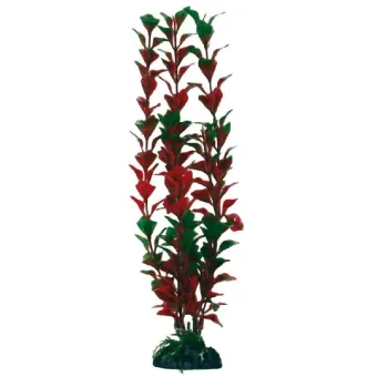 Amtra augalas Liudwigia Bicolor dekoracija akvariumui; 10cm, 17cm, 23cm, 33cm, 45cm