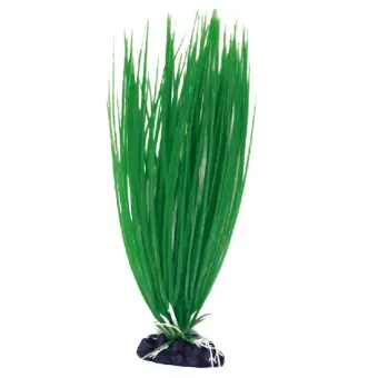 Amtra augalas Acorus dekoracija akvariumui; 10cm, 17cm, 23cm