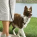 Petsafe Easy Walk Deluxe Harness petnešos lengvam pasivaikščiojimui, juodos; S