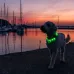 Trixie Flash USB Green šviečiantis antkaklis šunims, žalias; M-L, L-XL