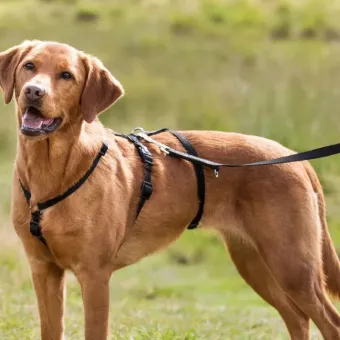 Trixie Panic Harness Stay petnešos su apsauga nuo pabėgimo šunims, juodos; XS-S, S-M, M-L, L-XL