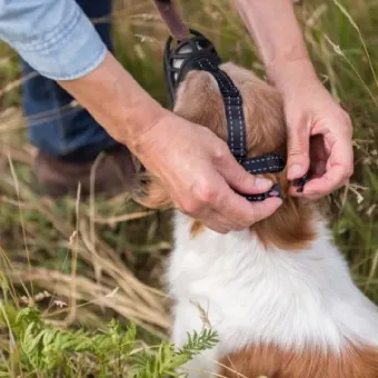 Trixie Muzzle Flex lankstus antsnukis šunims; S, M, ML, L, XL, XXL