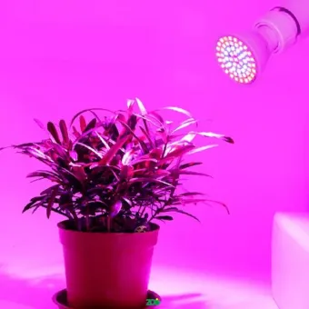 ZOO Fito Grow 60 LED lempa augalams, E27; 9W
