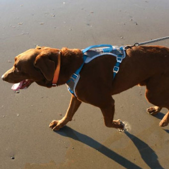 Kurgo Journey Air Harness Blue petnešos šunims; XS-XL Kurgo Journey Air Harness Blue petnešos šunims; XS-XL