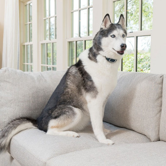 PetSafe Rechargeable Bark Control pakraunamas antkaklis nuo lojimo didelių veislių šunims PetSafe Rechargeable Bark Control pakraunamas antkaklis nuo lojimo didelių veislių šunims