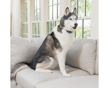 PetSafe Rechargeable Bark Control pakraunamas antkaklis nuo lojimo didelių veislių šunims