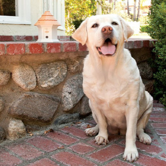 Petsafe Outdoor Bark Control Deluxe sistema nuo lojimo lauko sąlygoms Petsafe Outdoor Bark Control Deluxe sistema nuo lojimo lauko sąlygoms