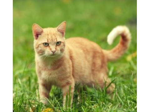 Katės – vegetarės? Fauna ir flora namuose – kas nuodinga katei