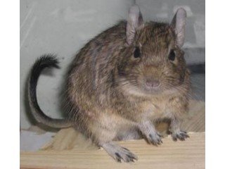 Degu – Octodon degus