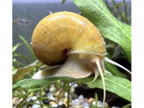 Sraigės akvariume tai gerai ar blogai?