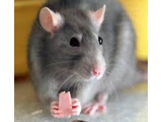 Žiurkė protingas graužikas